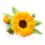 P'URE Papayacare Calendula Flower Extract
