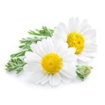 DR. V Camomile Flower Extract