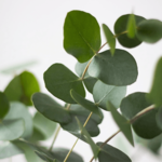 P'URE Papayacare Eucalyptus Oil