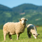 Australian Creams Lanolin