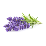 DR. V Lavender Oil