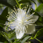 P'URE Papayacare Lemon Myrtle Oil