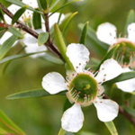 Australian Creams Lemon Tea Tree Oil
