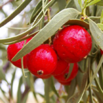 Our Brands Quandong Extract